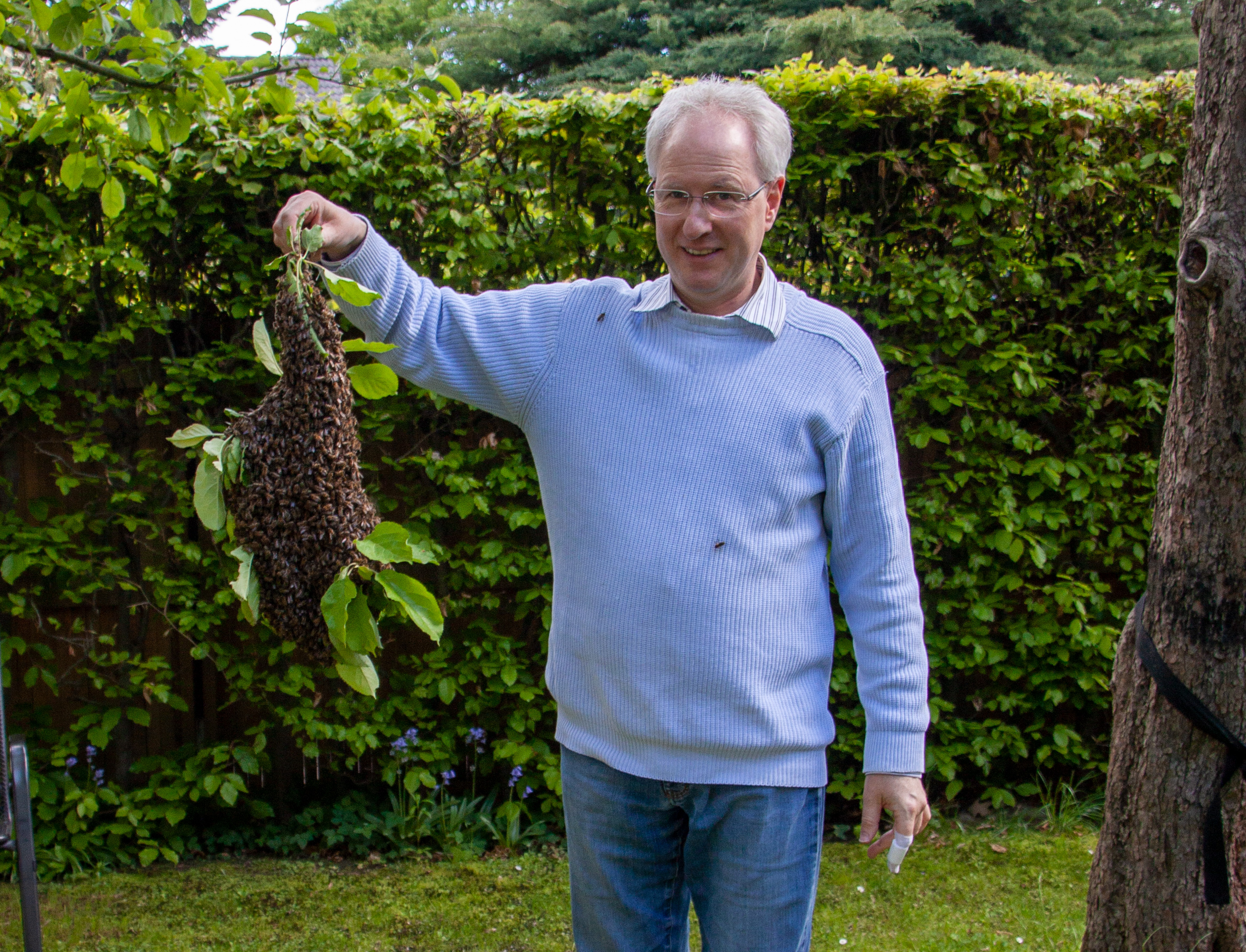 Geretteter Bienenschwarm